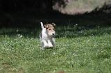 FOX TERRIER 160